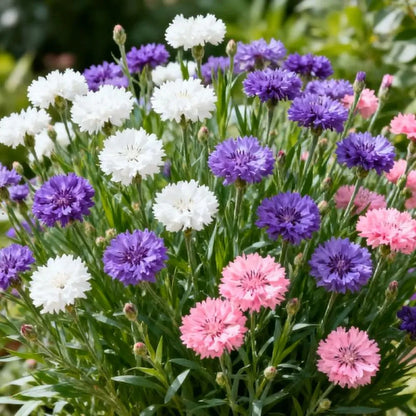 🌱Premium Cornflower Seeds(Assorted Colors)🌸