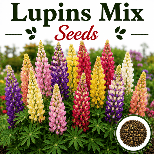 Lupins Mix 30+ Seeds