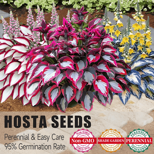 Premium Rare Hosta Seeds🌿Shade-Tolerant Plant